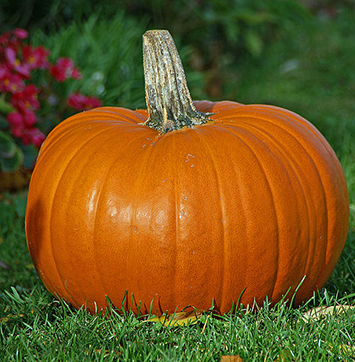 Streetwise IR business news StreetWise IR news on pumpkin pricing (close up image of pumpkin on grass)