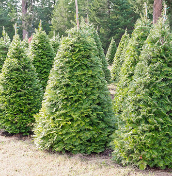 Image of Christmas tree farm.