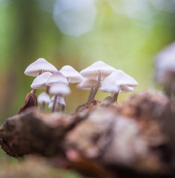 Image of mushrooms.